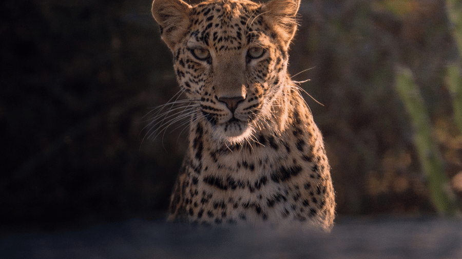 A leopard emerging from behind a forest, and rocks in the background.