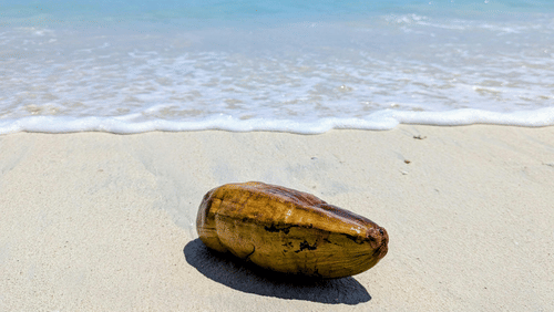 A coconut lies on the sandy shore with gentle waves approaching under a clear sky.