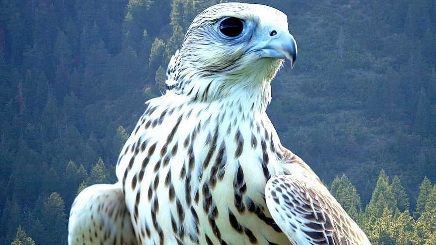 A majestic falcon with a keen gaze.
