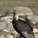 Bird-watching at Birding at Birding from Varandah from Wild Brook Retreat - Rajaji National Park, Uttarakhand