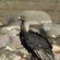 A large dark cinereous vulture standing on a rocky riverbank background.