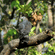 A small grey bird perched on a thick wooden tree branch surrounded by lush green foliage.