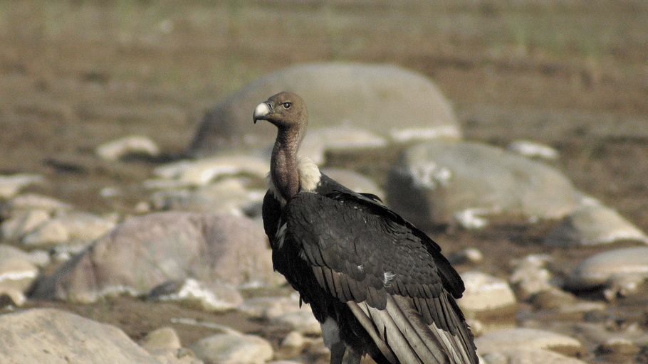 A large dark cinereous vulture standing on a rocky riverbank background.
