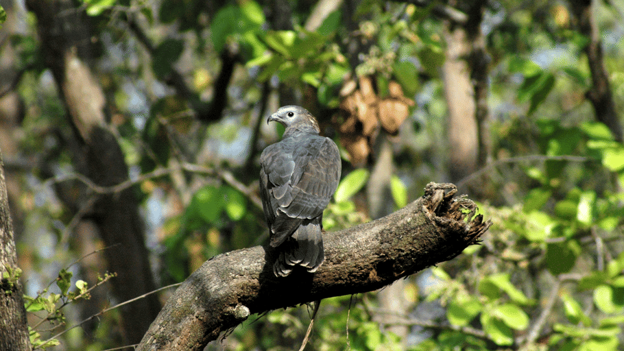 A small grey bird perched on a thick wooden tree branch surrounded by lush green foliage.