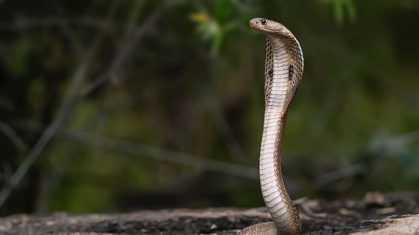 A cobra in a stance somewhere in the jungle