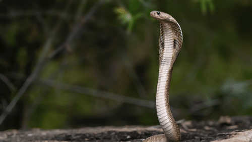 A close up of a cobra in Bandipur National Park on a stone structure with blurred background.