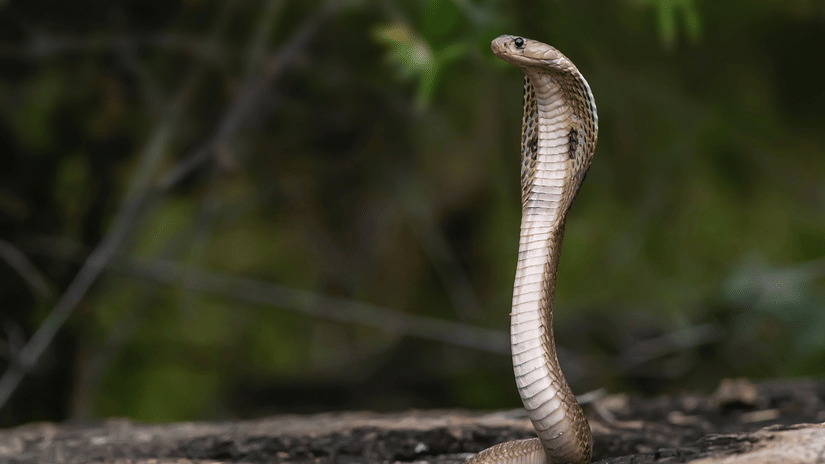 A close up of a cobra in Bandipur National Park on a stone structure with blurred background.