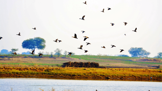 Bird Watching at Umaid Palace Hotel Kalakho Dausa Rajasthan