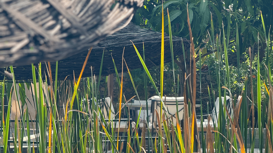 Nature-6