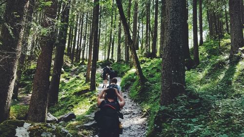 image of a group of people trekking through a dense forest trail with tall trees surrounding it