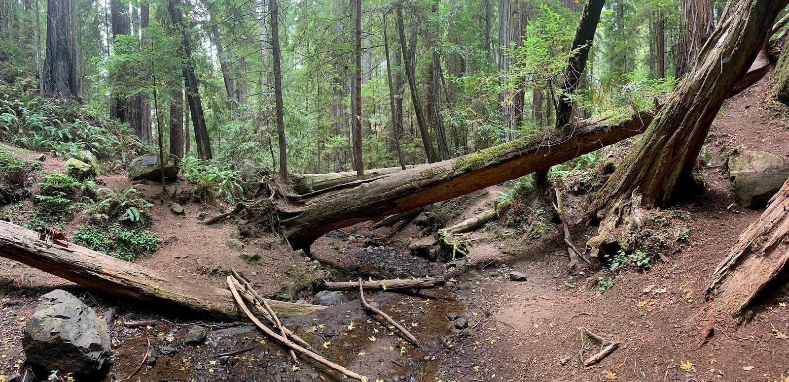 Scenic woodland area with fallen trees and a small water stream, creating a serene atmosphere