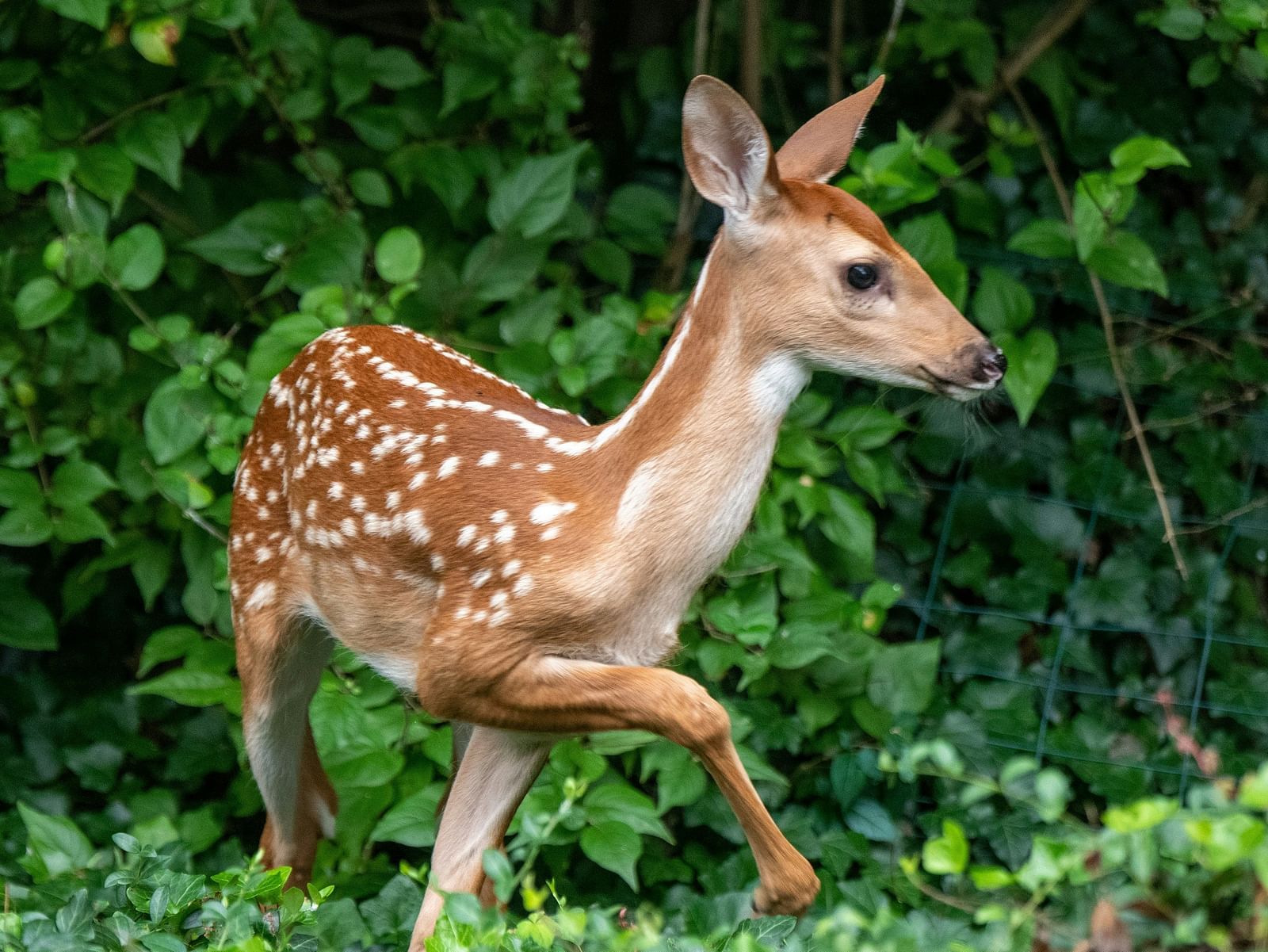 An image of a deer roaming around amidst the green plants