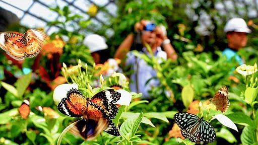 Close-up of vibrant butterflies in a butterfly conservatory, with tourists in the background observing the beautiful insects - Black Thunder, Coimbatore