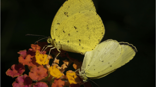 Two butterflies sitting on a bunch of flowers