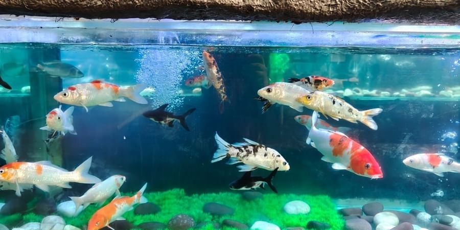 Colorful koi fish swimming in a clear aquarium at Bird Park - EsselWorld.