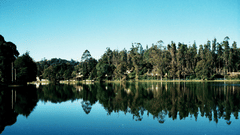 trees reflected on Kodai Lake