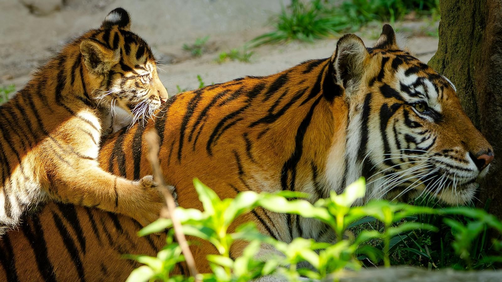  A mother tiger with her cub resting in a natural setting, surrounded by green foliage. The cub is playfully leaning on the mother.