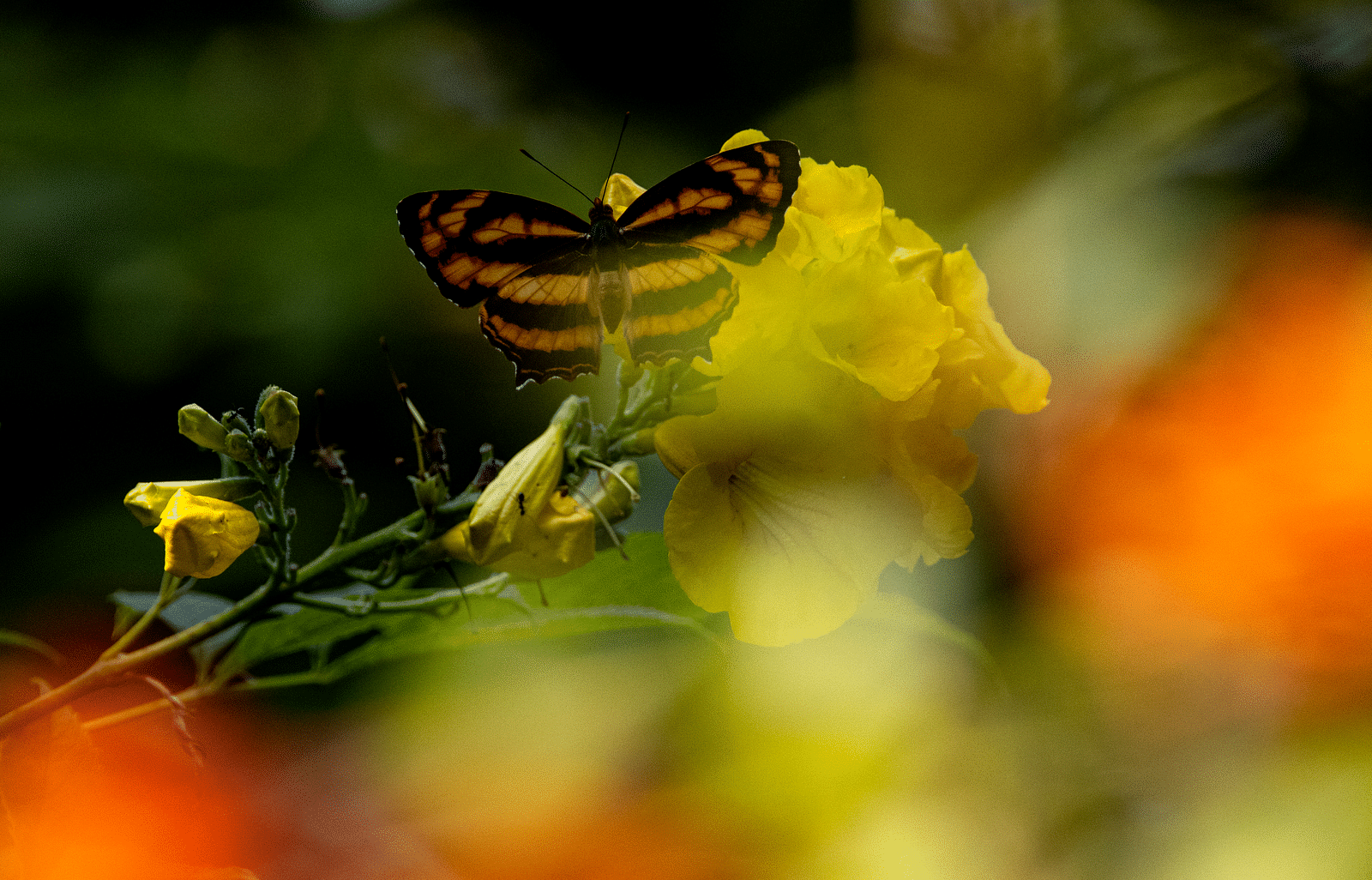 a butterfly sitting on a flower - The Jamoon, Corbett