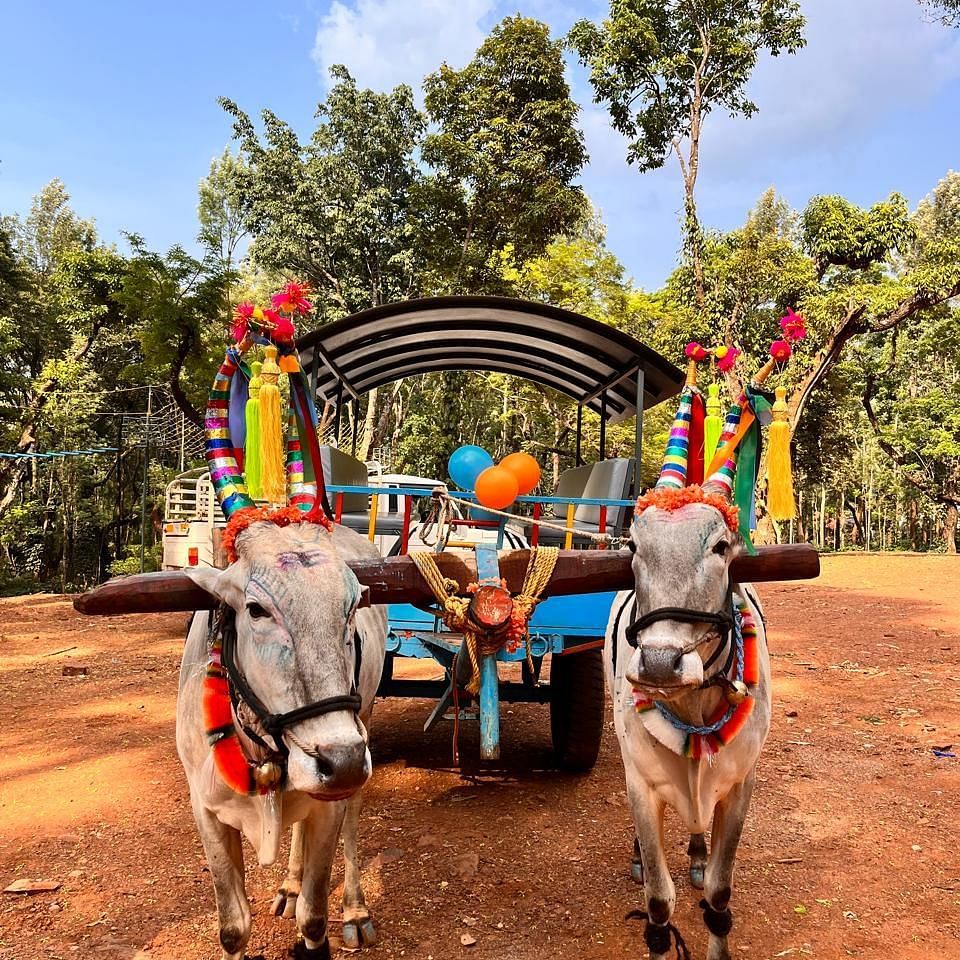 Bullock cart riding at Silver Sky Resorts