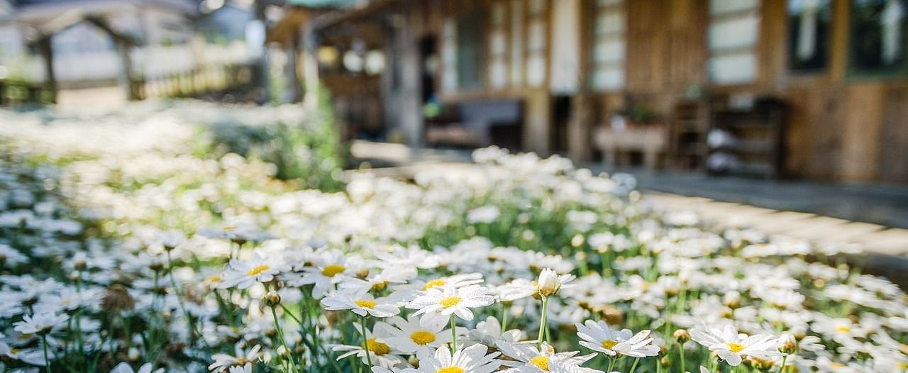  A picturesque view of wooden cabins with a pathway lined by blossoming flowers, creating a peaceful retreat atmosphere.