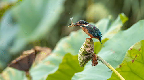 A small kingfisher perched on a lotus stem holding a fish in its beak, with soft green lotus leaves blurred in the background.