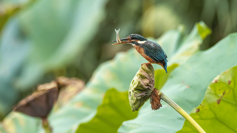 A small kingfisher perched on a lotus stem holding a fish in its beak, with soft green lotus leaves blurred in the background.