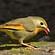 Bird-watching at Bird-watching at Wild Brook Retreat - Rajaji National Park, Uttarakhand
