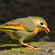 A colourful red-billed leiothrix with an olive-green back and bright yellow throat foraging on the ground.