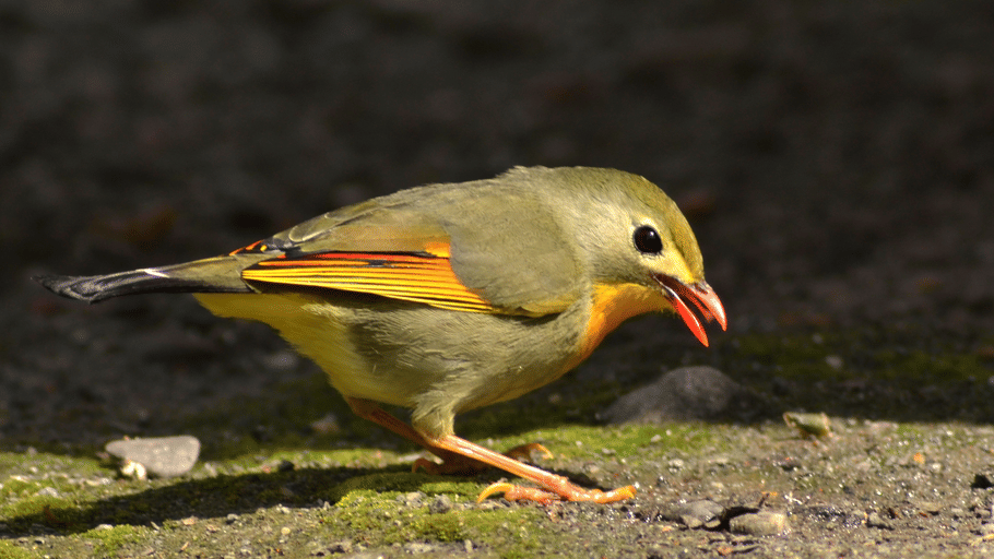 A colourful red-billed leiothrix with an olive-green back and bright yellow throat foraging on the ground.