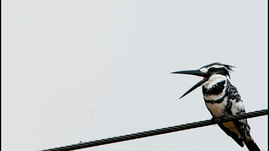 Birds at Shaheen Bagh Resort one of the best resorts in dehradun 