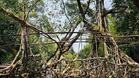 A forest trail surrounded by lush green trees, dense foliage and natural vegetation.