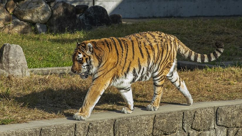 An image of a tiger walking on a cemented path