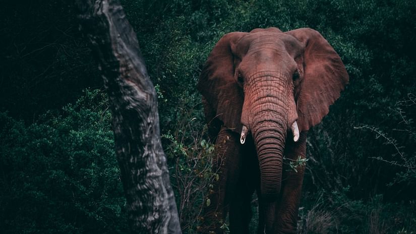 A front view of an elephant walking in a wildlife reserve - weekend places near Coimbatore - Ibex Stays & Trails, Coonoor (Leewood).