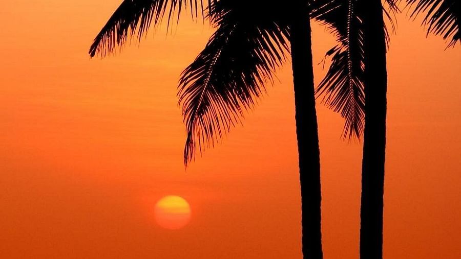 Sunset view with coconut tree silhouette - Rhythm Kumarakom