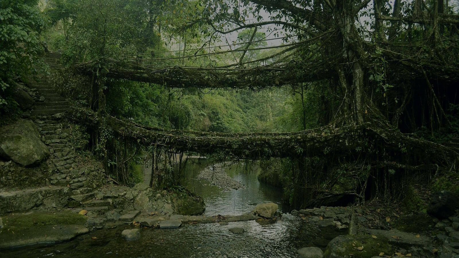Living root bridge in shillong