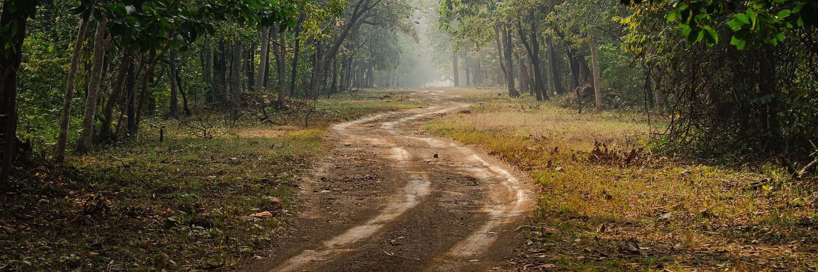 A muddy trail amidst Tadoba national forest with tree cover on either side at Trees N Tigers, Tadoba.