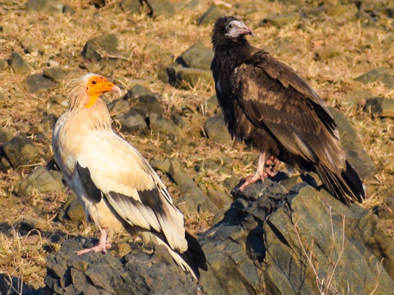 Picture featuring two Egyptian Vulture resting on a big rock captured in the day time