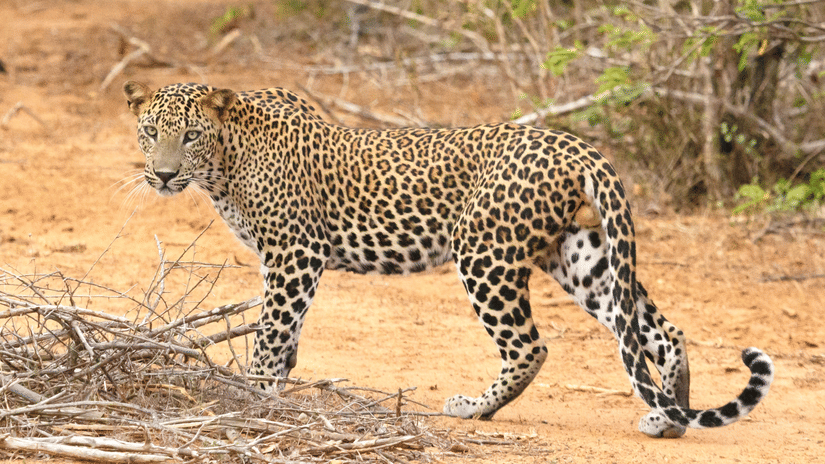 A leopard with a rosetted coat walking on reddish-brown dirt, looking back over its shoulder toward the camera, surrounded by dry twigs and scrub bushes.