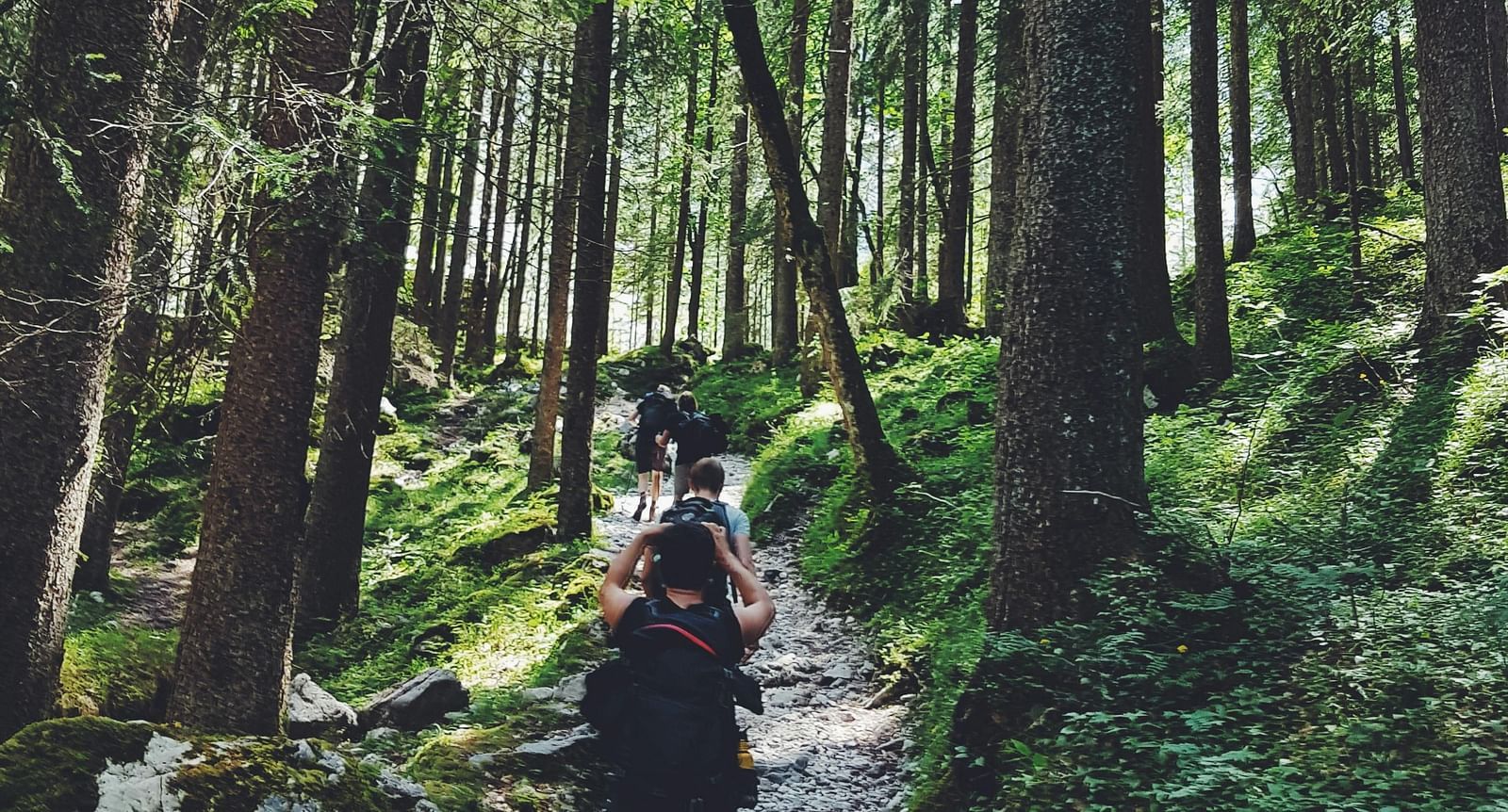 image of a group of people trekking in a forest on a trail with tall trees