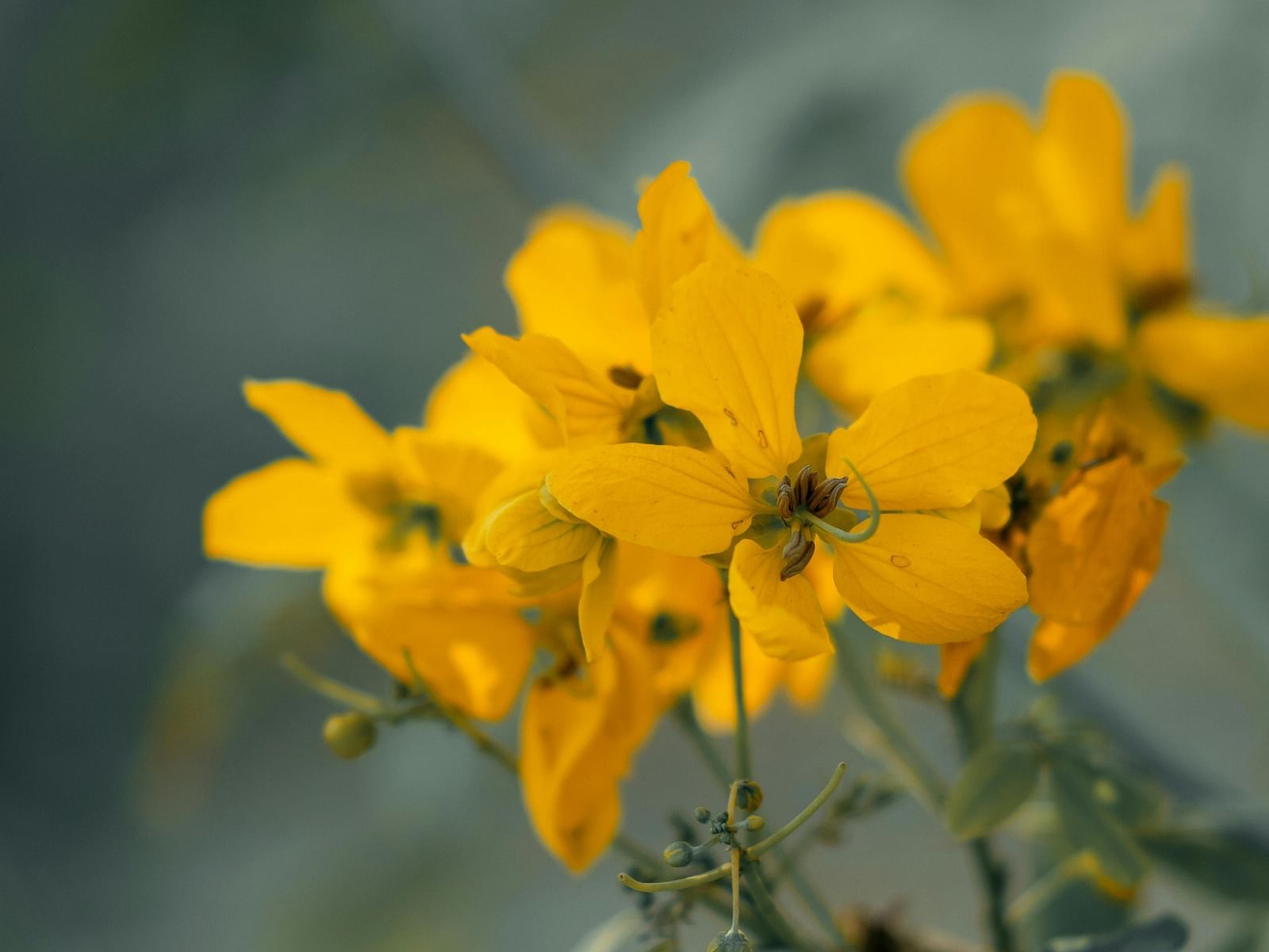 A bunch of flowers in focus.