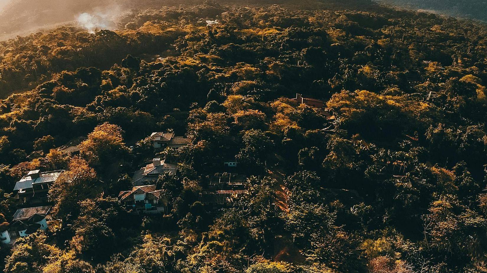 Aerial view of dense forest canopy during sunset