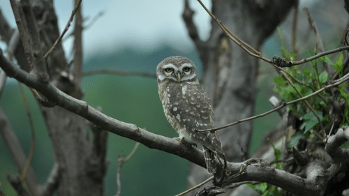 Jungle Safari at jim corbett- The Golden Tusk