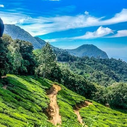 Scenic tea plantation trail winding through bright green hills under a vibrant blue sky.