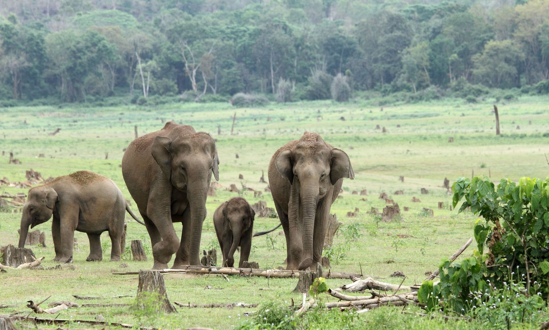 Four elephants including a calf in a grassy field.