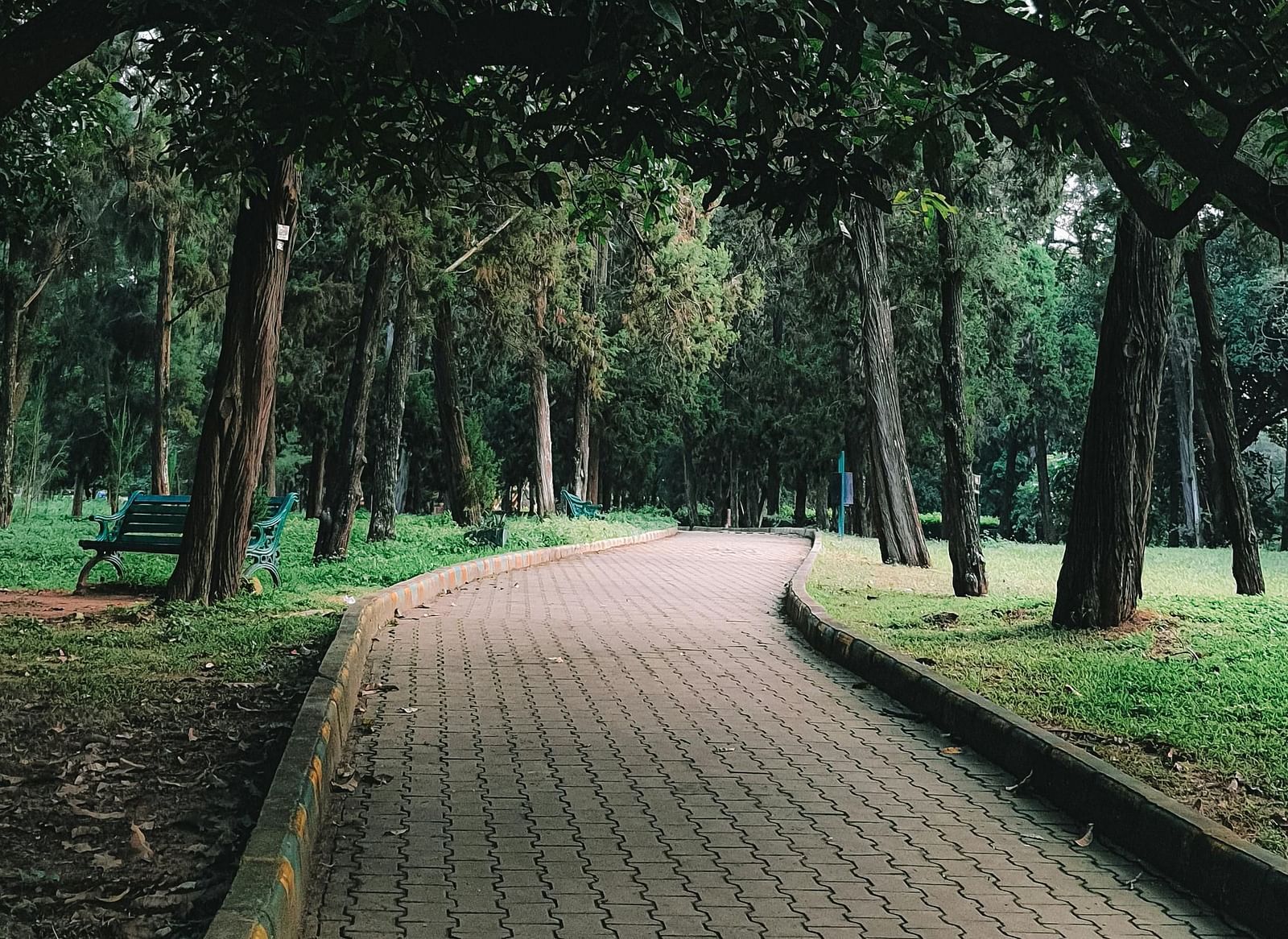 A brick path winds through a park with tall trees and lush greenery on either side.