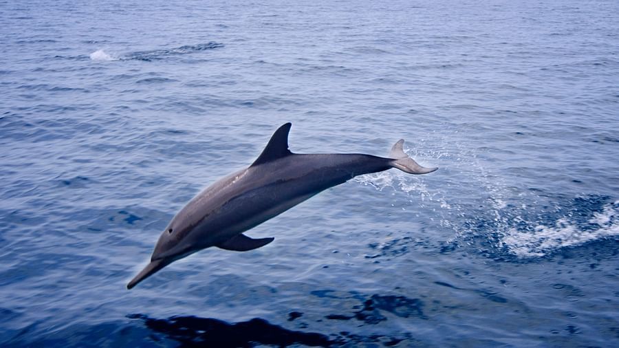 Dolphin Photo by Jillian Frits