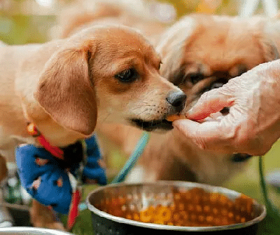 Two puppies eating from bowls on the grass at Karma Chalets.
