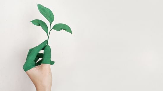 person-s-left-hand-holding-green-leaf-plant-886521