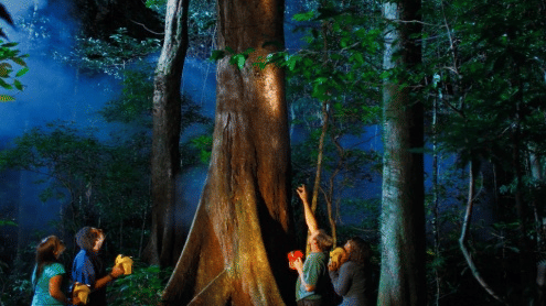 A number of people seen admiring a tree during a night walk arranged by Barefoot at Havelock in their rainforest premises showcasing a thick tree with dense foliage surrounding it.