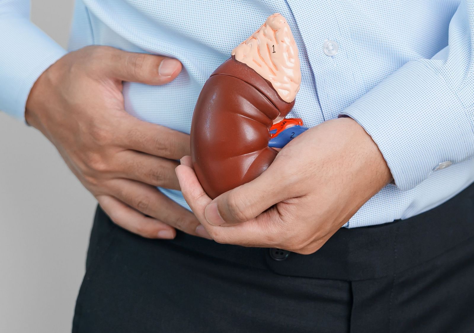 A close-up of a kidney model representing kidney health - Shreyas Retreat